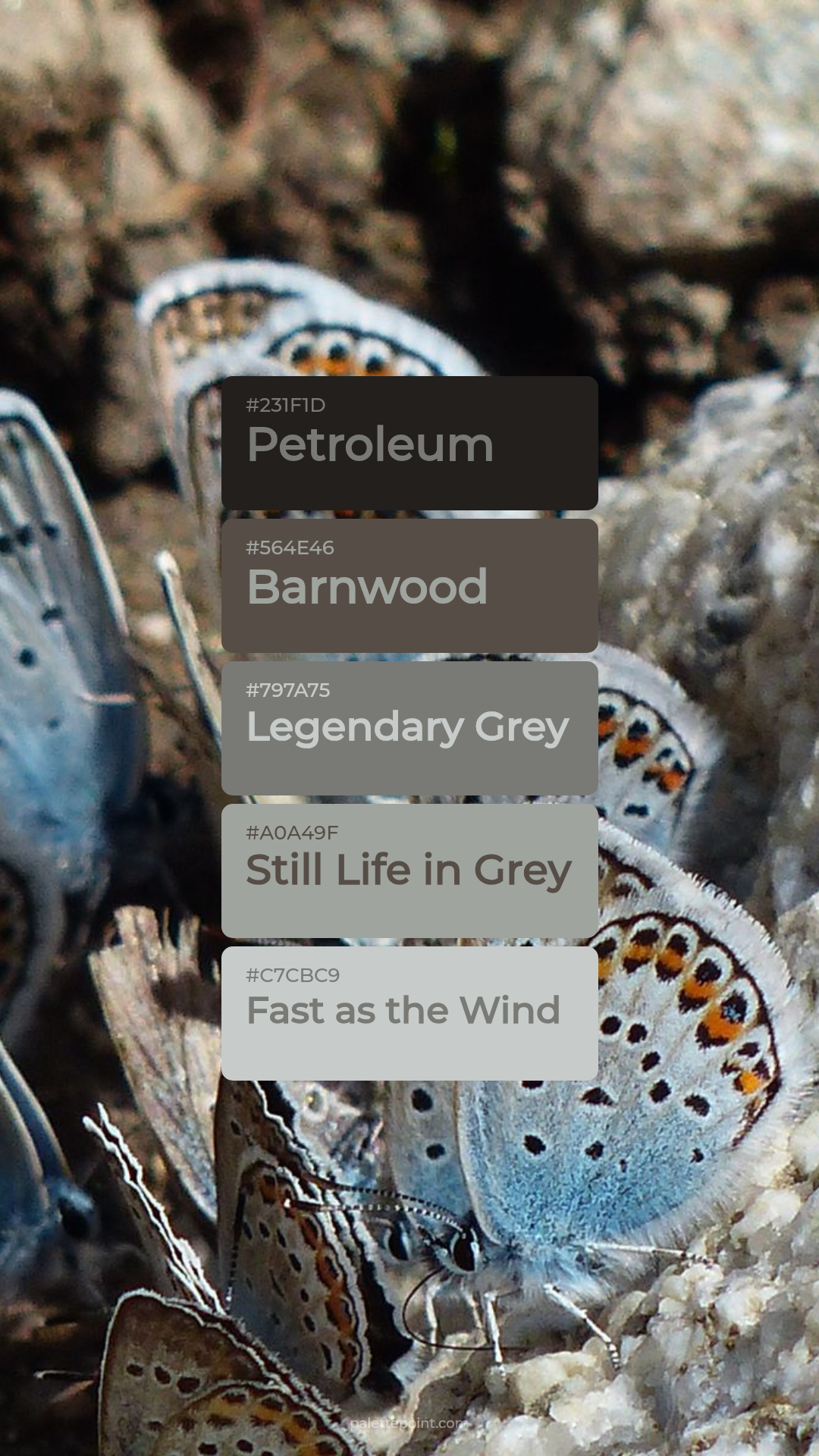 Petroleum Harmony palette card