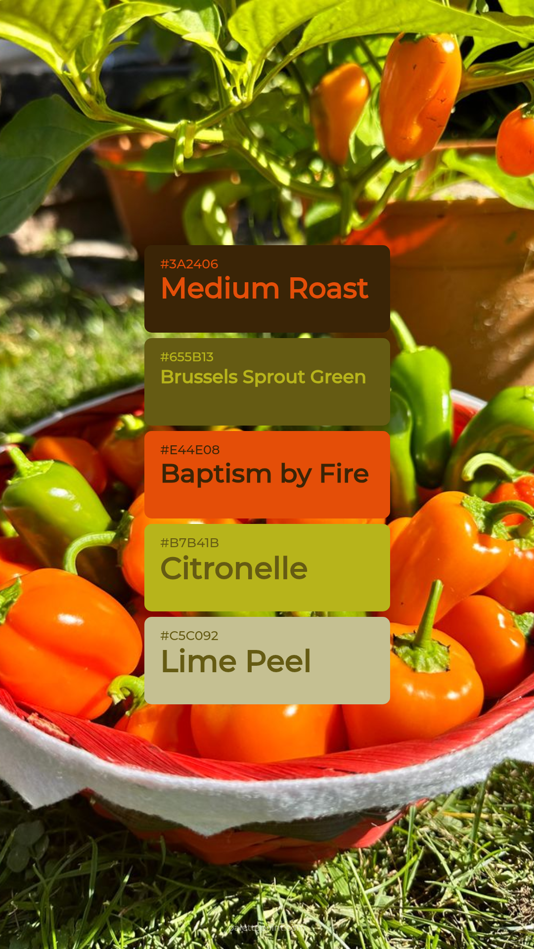 Medium Roast & Brussels Sprout Green palette card