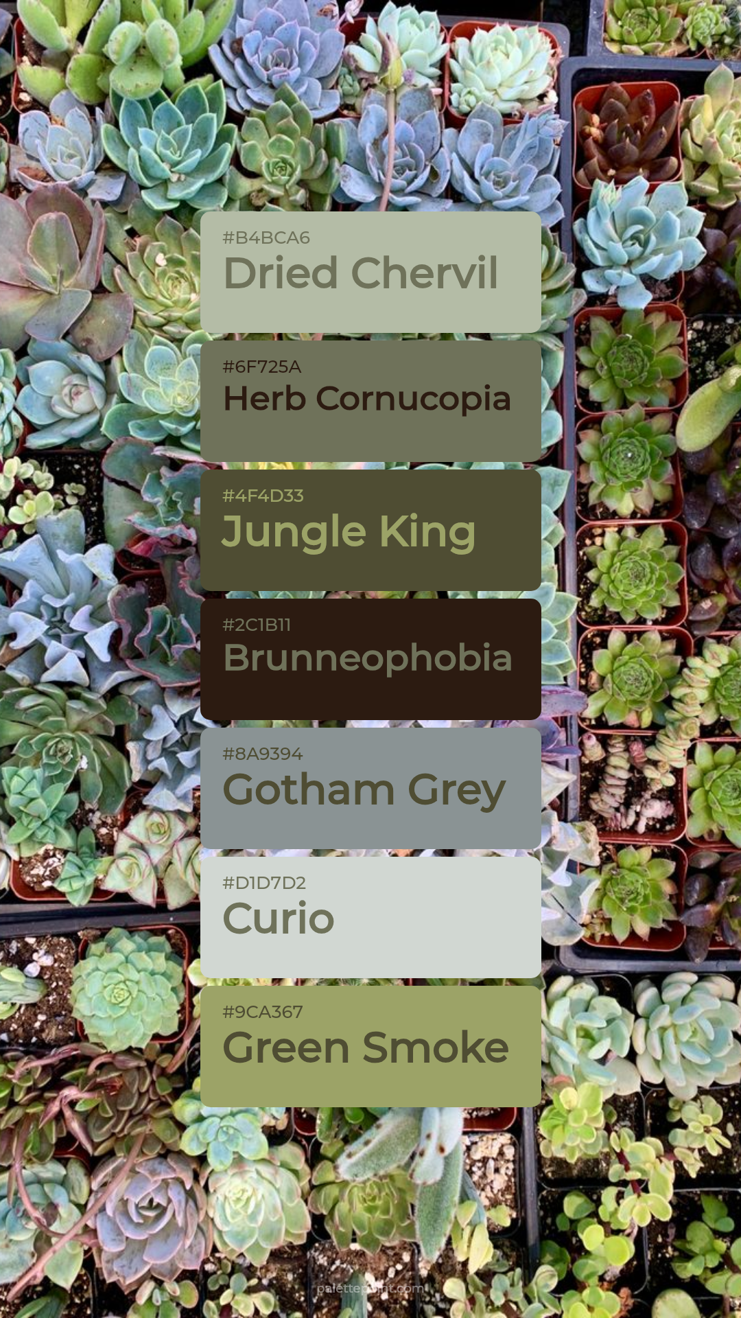 Dried Chervil & Herb Cornucopia palette card