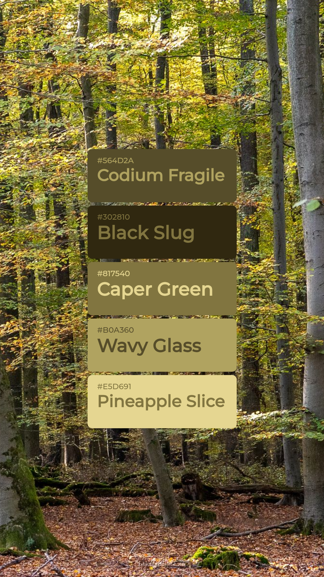 Elegant Codium Fragile Tones palette card