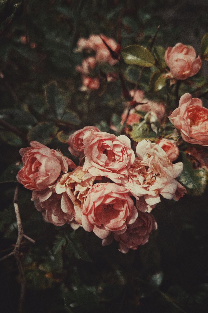 Source for Vivid Tones