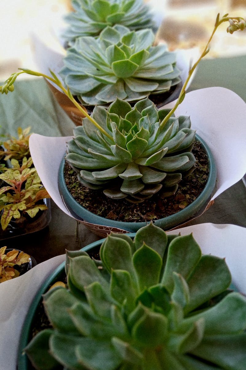 Source for Olivenite & Cactus Green