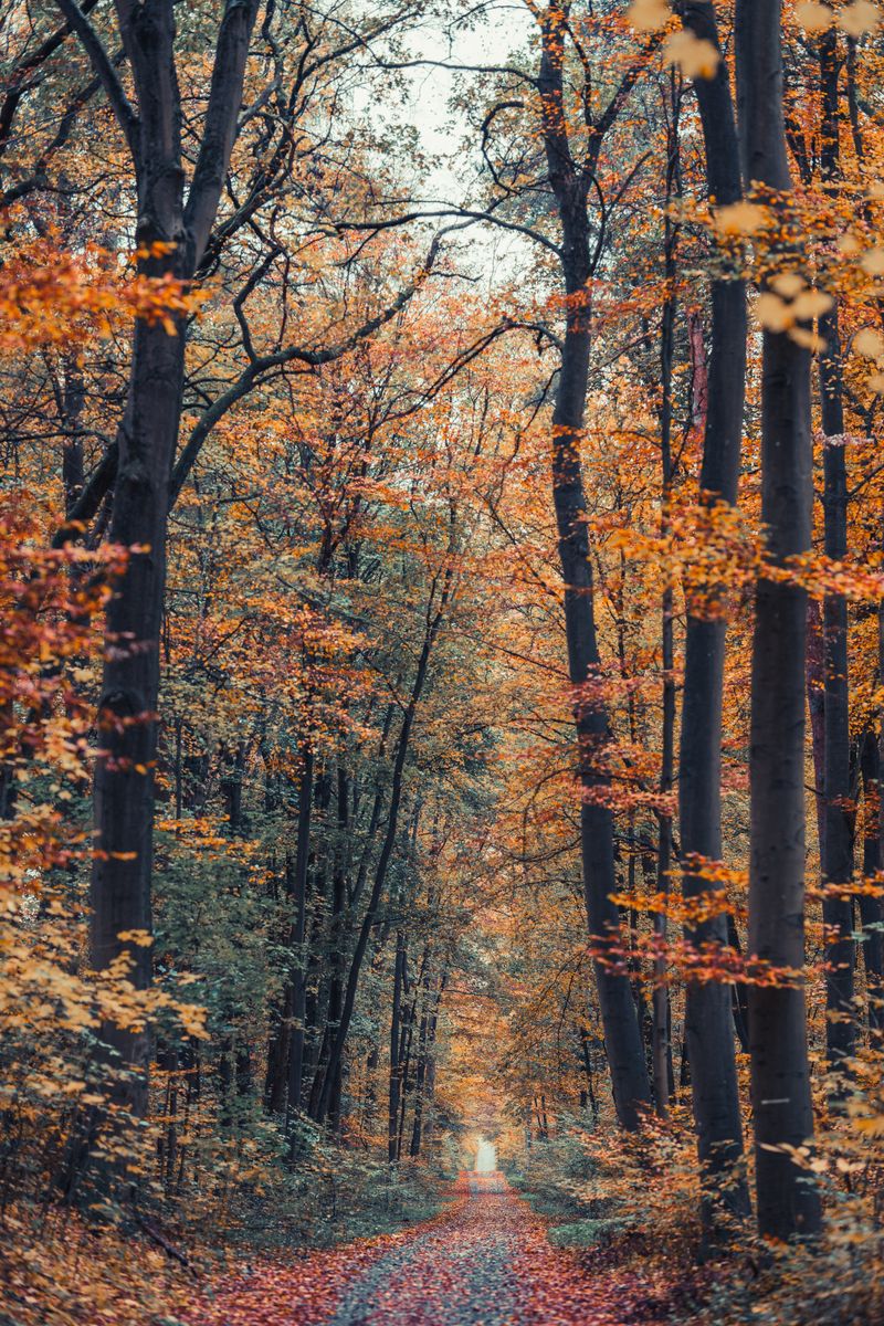Source for Caviar Tones