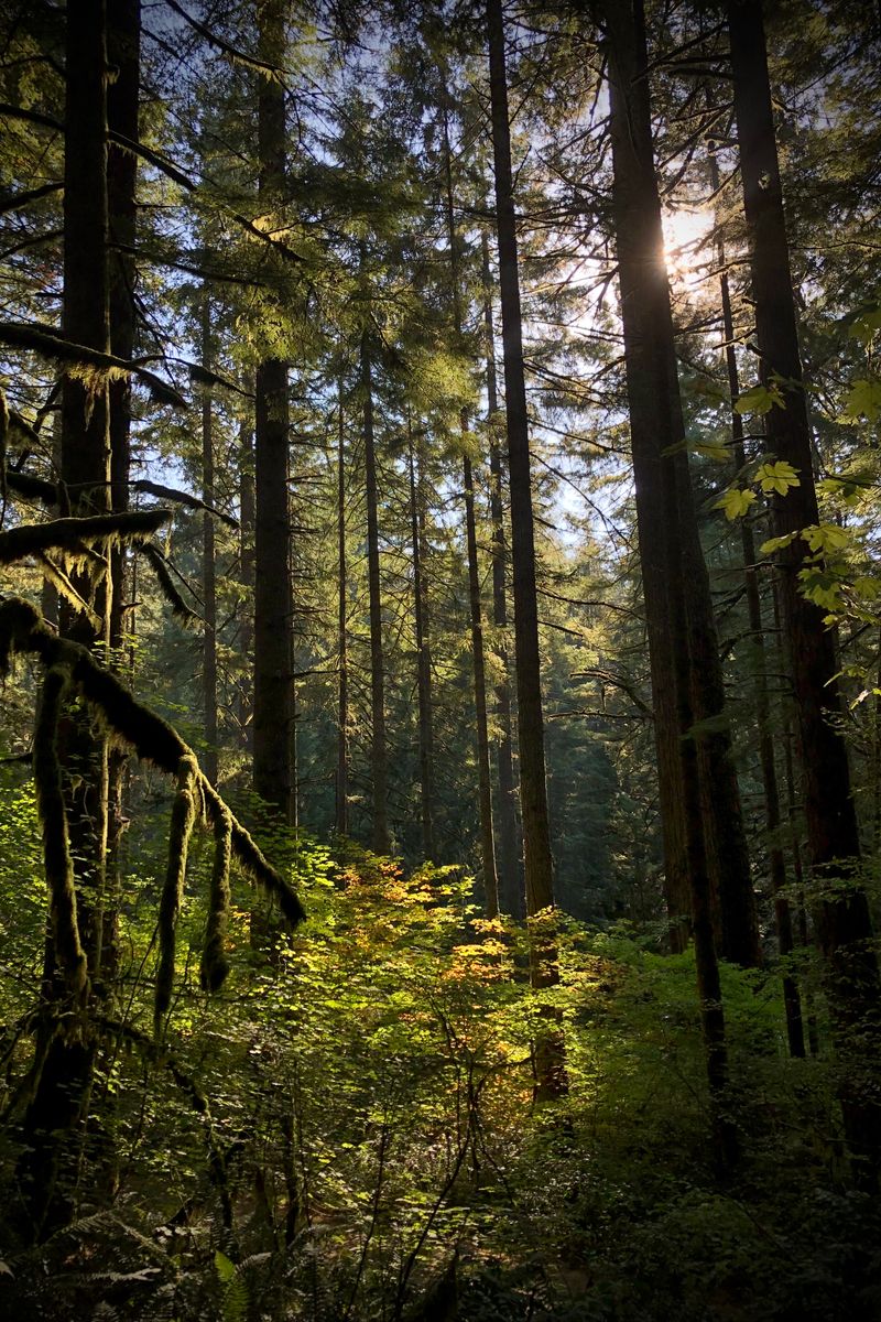 Source for Earthy Harmony