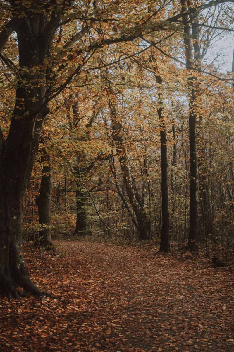 Source for Rustic Woodsy Brown Canvas