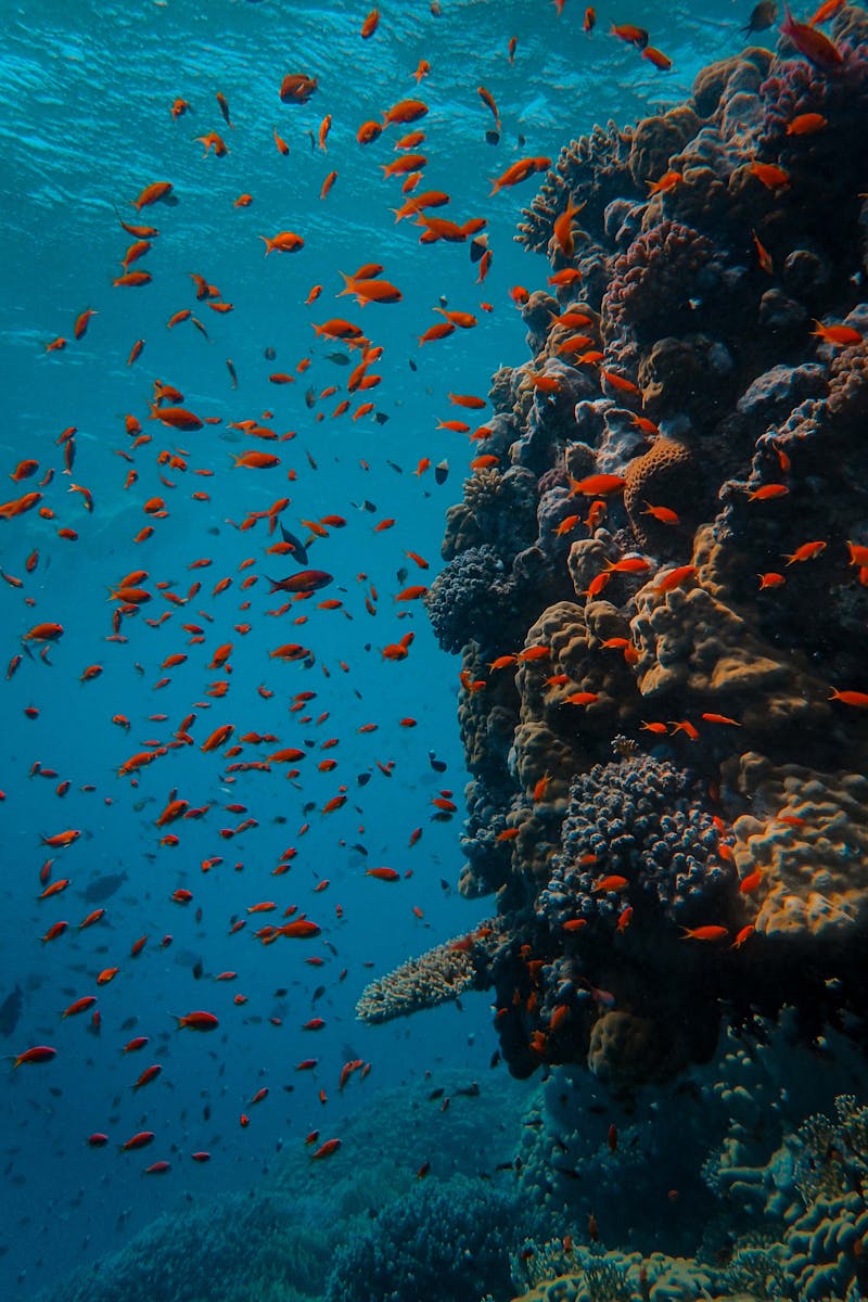 Source for Pristine Seas Composition