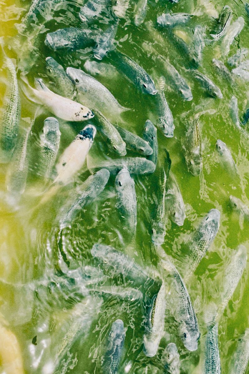 Source for Siamese Green & Athonian Camoshade