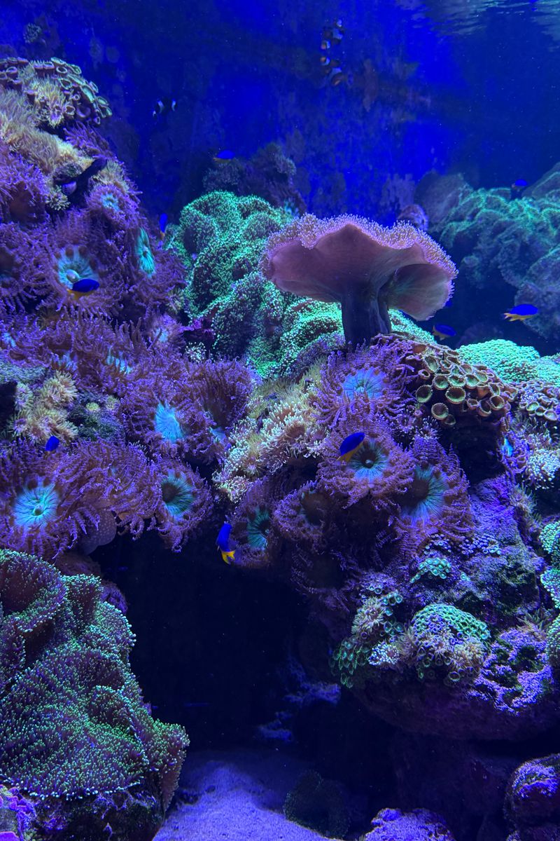 Source for Deadly Depths Blend