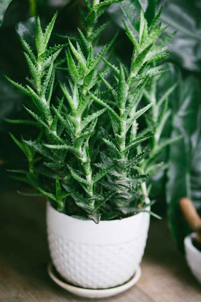 Source for Nori Green Mood