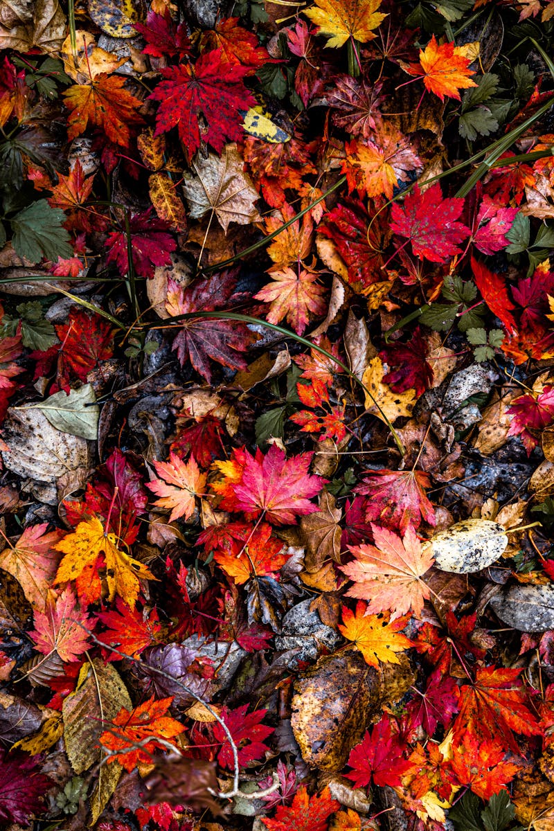 Source for Vibrant Composition