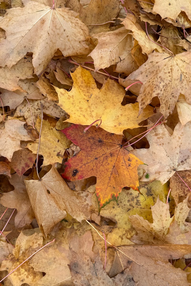Source for Dreamy Amber Autumn Collection