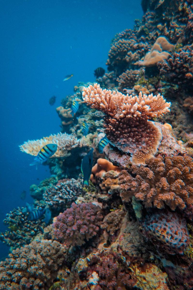 Source for Wet Charcoal & Reef Escape