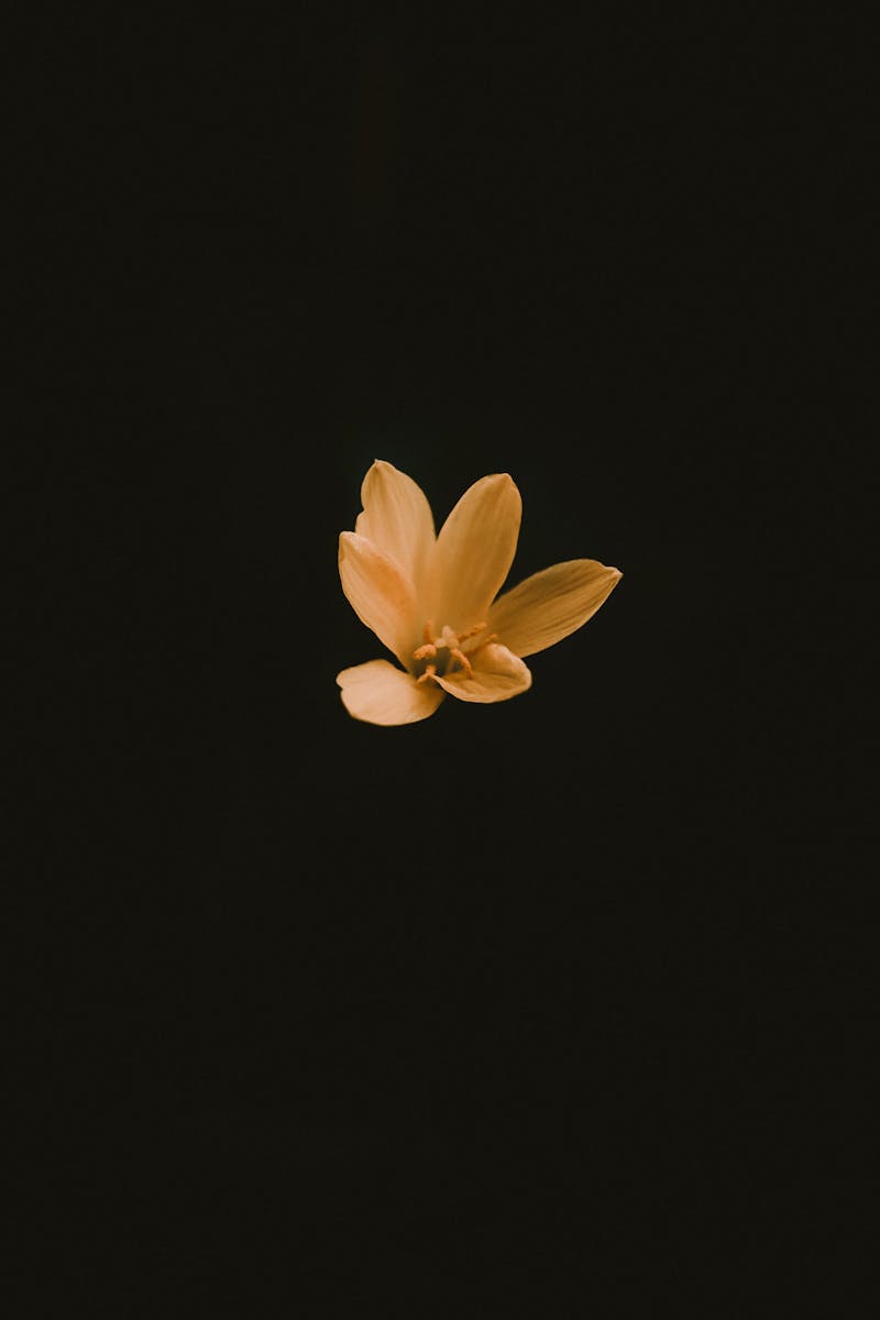 Source for Sinister Tones