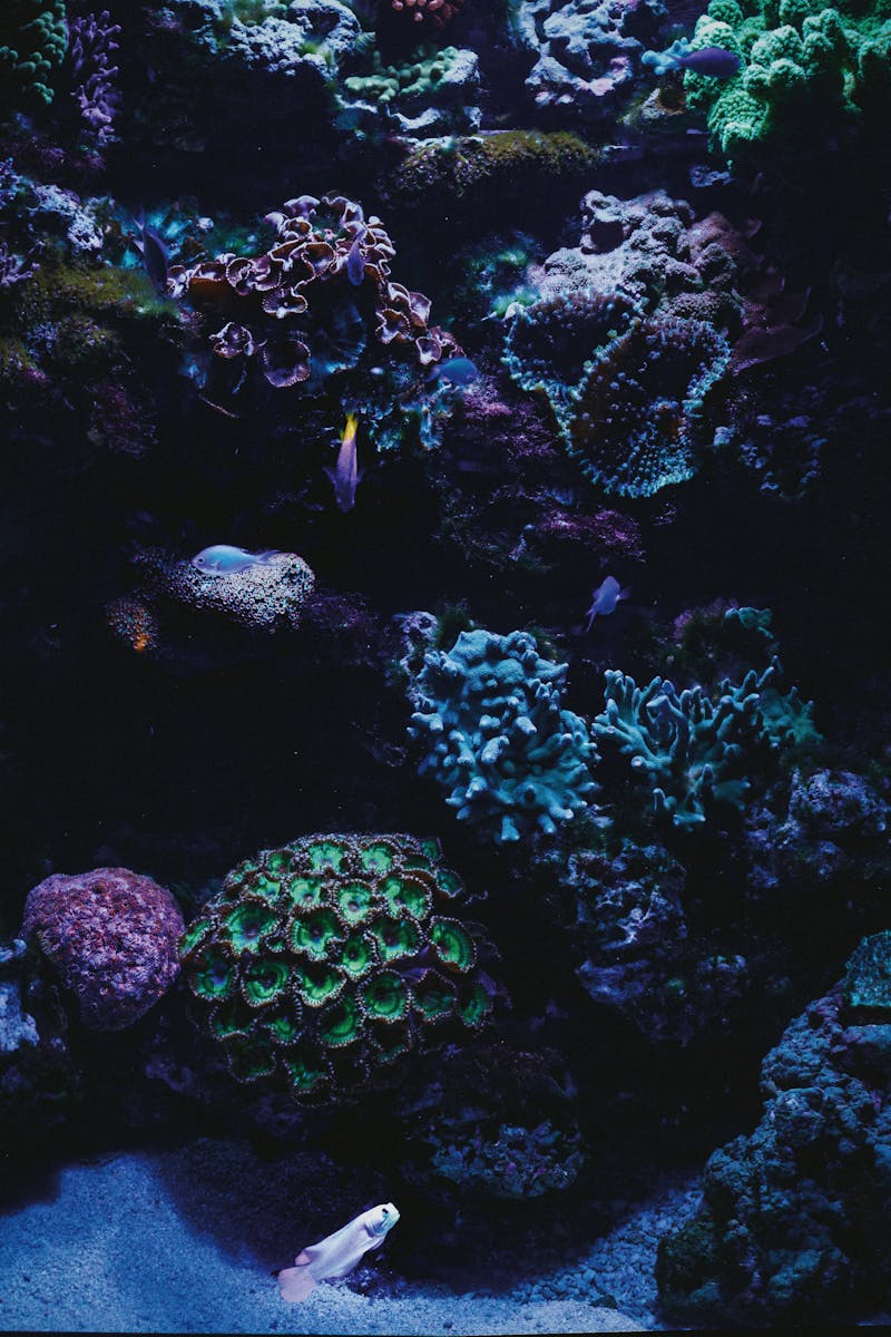 Source for Serene Black Is Back Hues