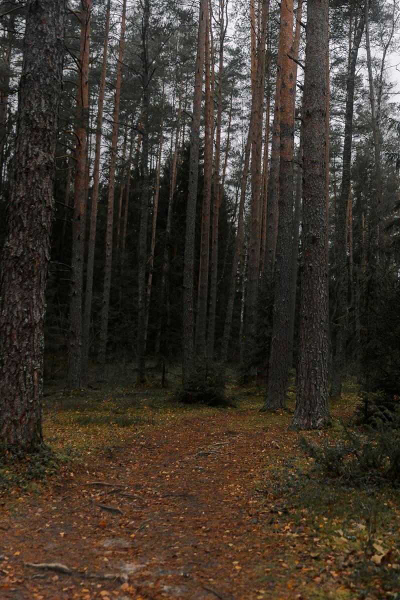 Source for Tranquil Maire Tones