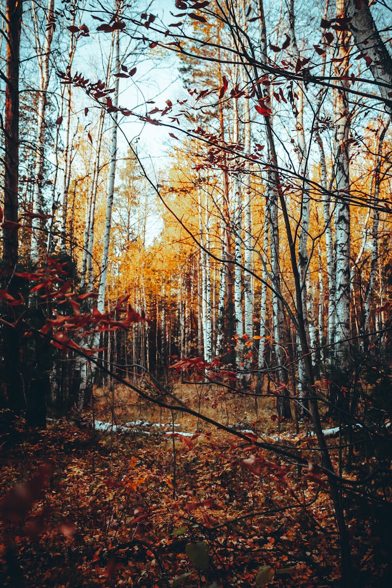 Source for Dynamic Black Composition