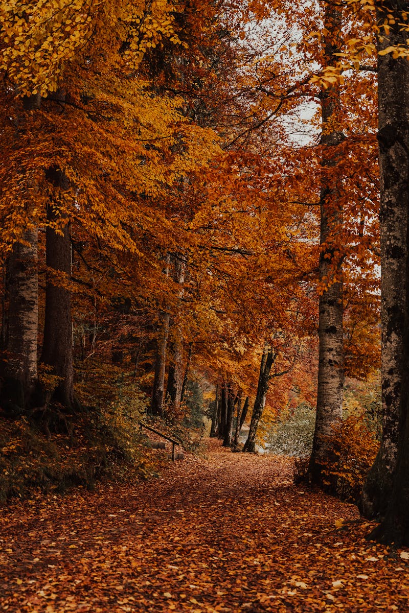 Source for Lush Composition