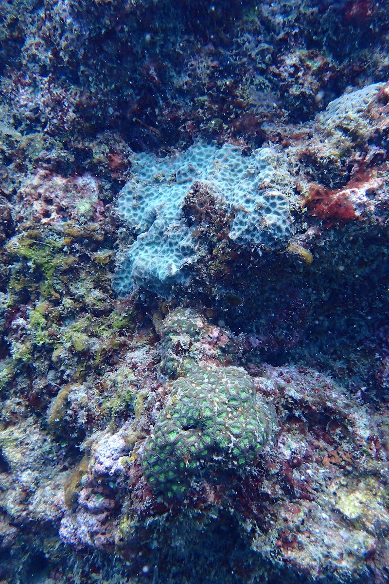 Source for Dark Eclipse & Gulf Blue