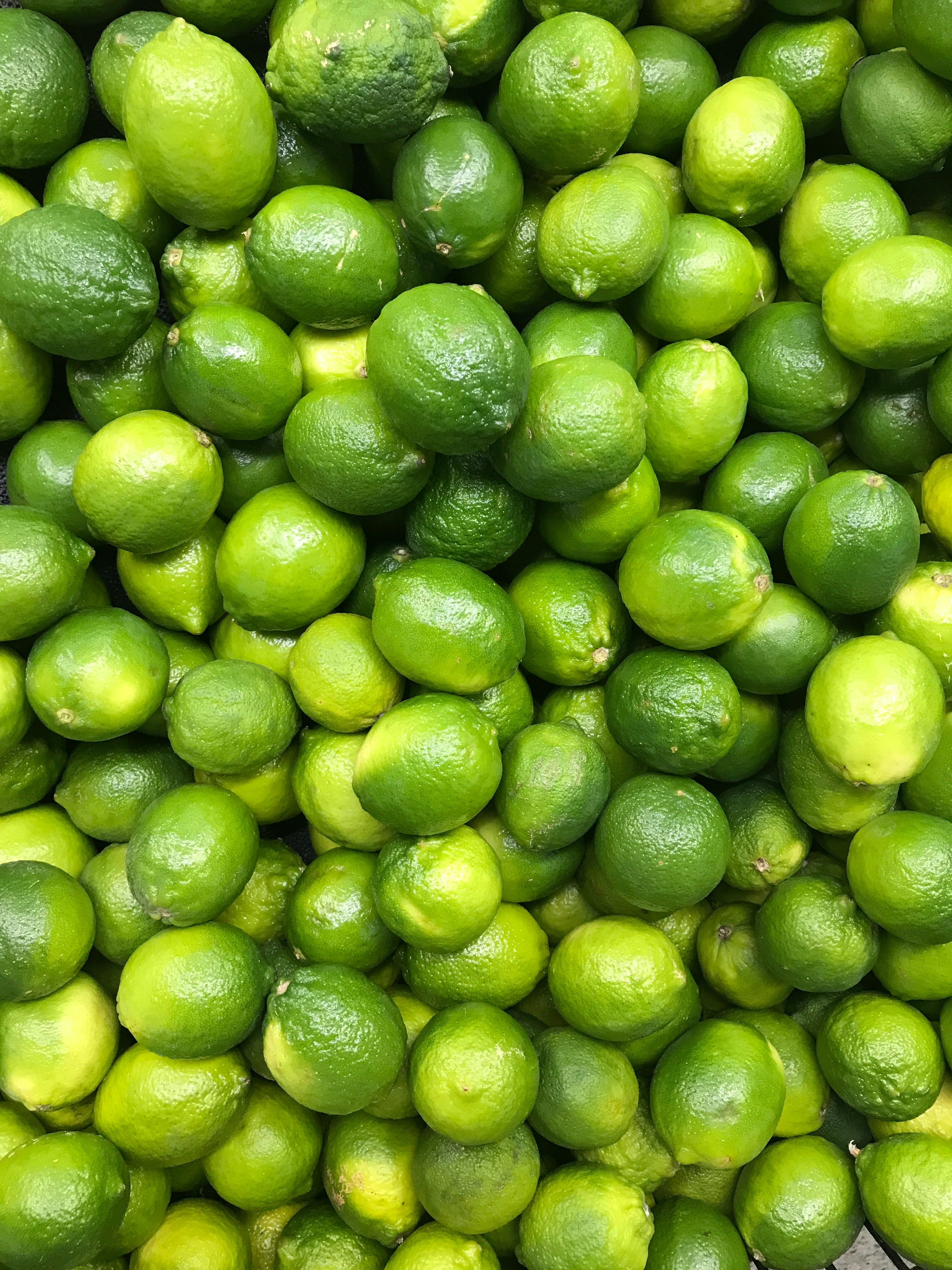 Source for Navy Green Canvas