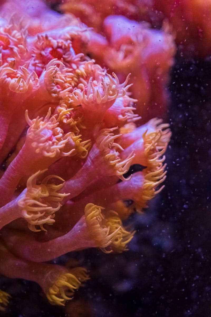 Source for Vibrant Shot in the Dark Collection