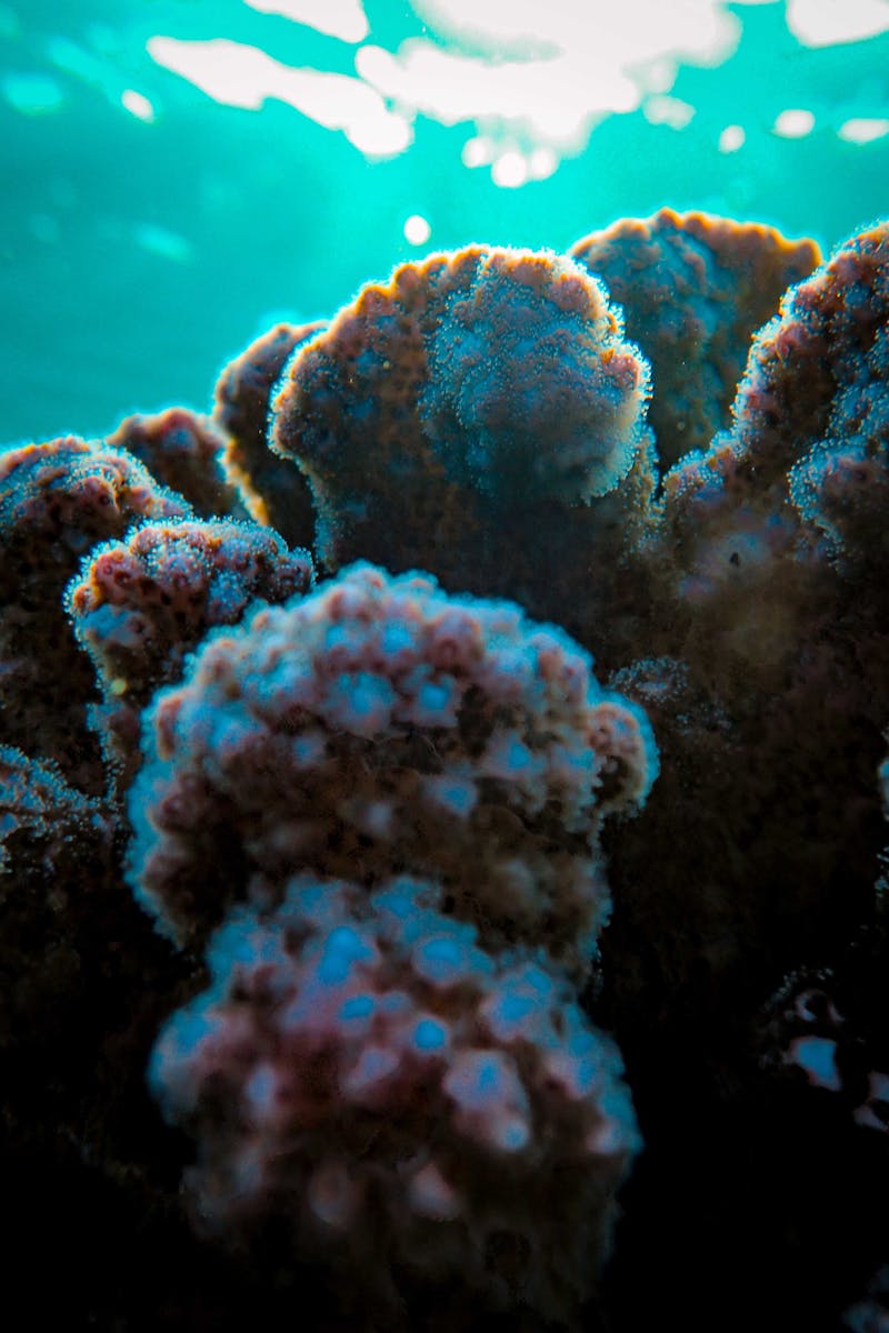 Source for Black Umber & Cala Benirrás Blue
