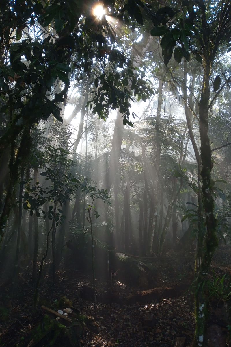 Source for Serene Harmony