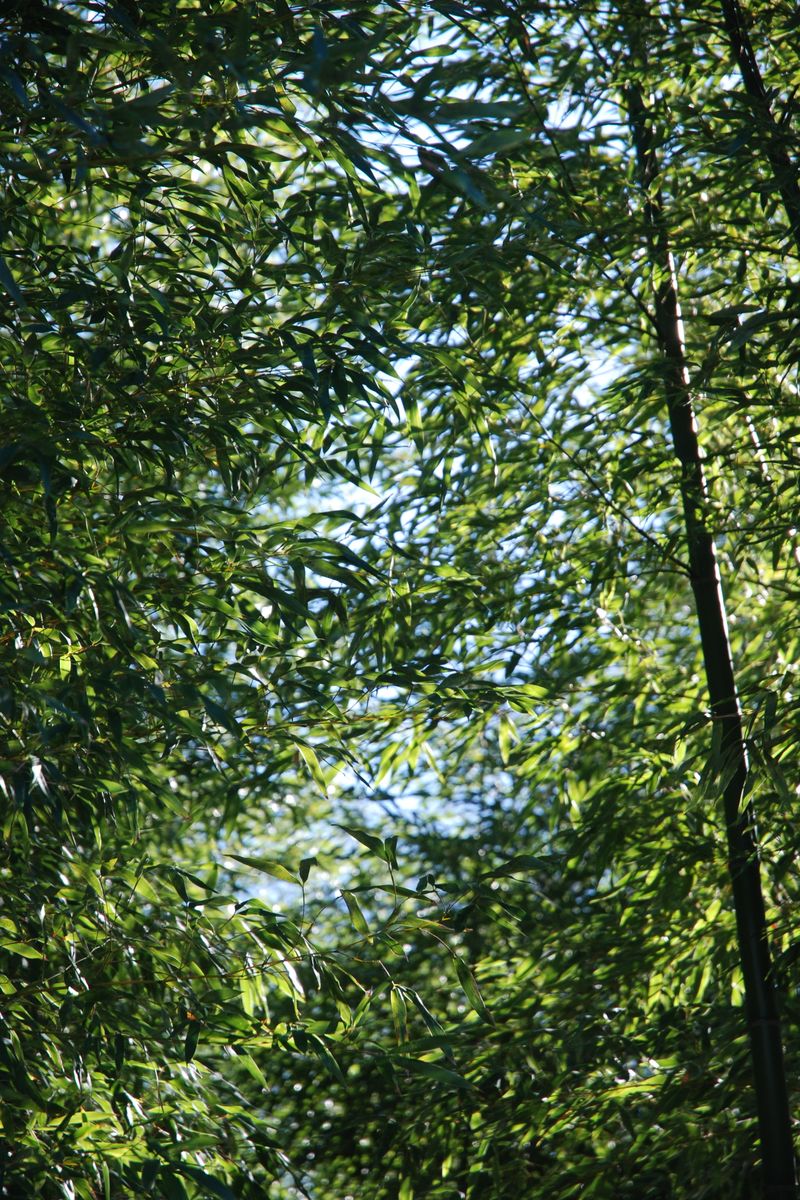 Source for Deep Slate Olive & Forestry