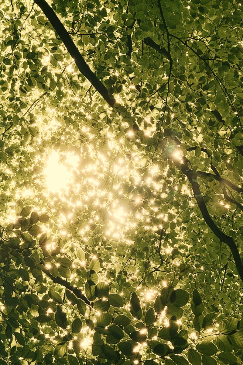 Source for Darkest Forest & Verdun Green