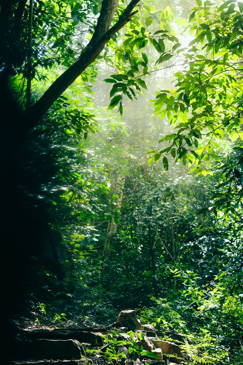 Source for Delicate Bush Spectrum