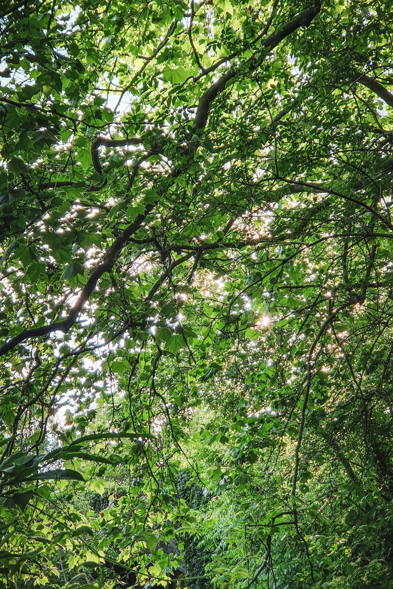 Source for Earthy Chestnut Green Canvas