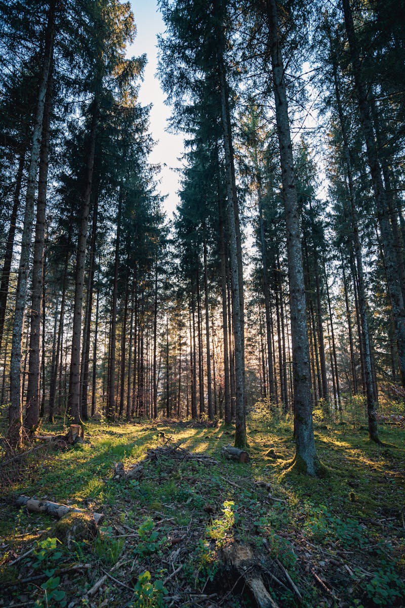 Source for Rustic Composition
