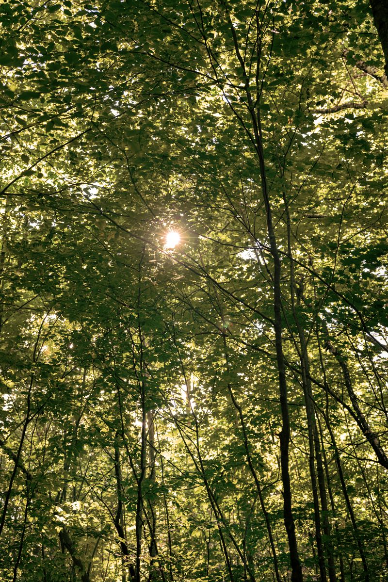 Source for Darkest Forest & Private Green