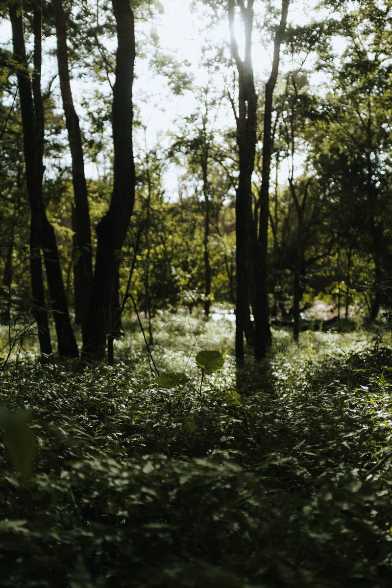 Source for Darkness & Avocado Dark Green