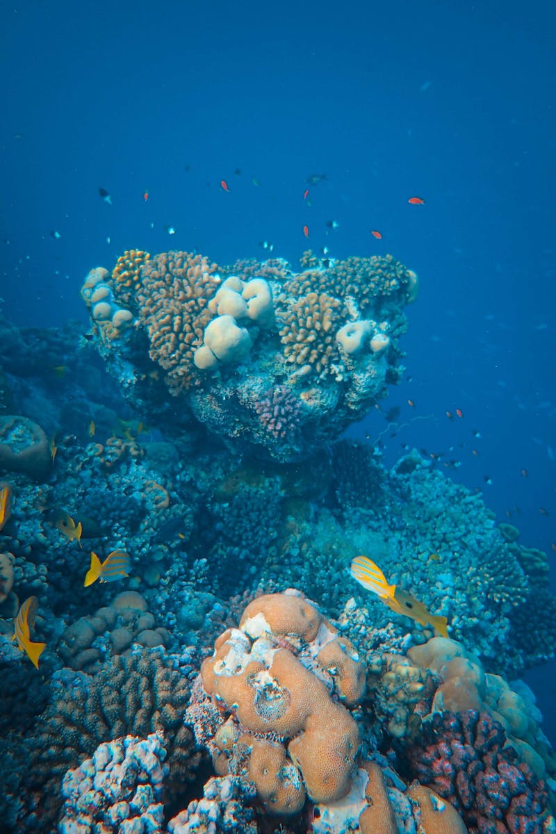 Source for Atlantic Mystique & Fresco Blue