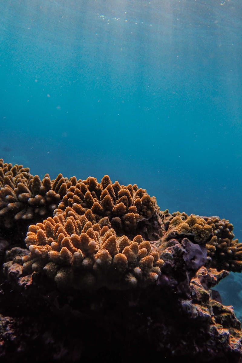Source for Coral Coast Hues